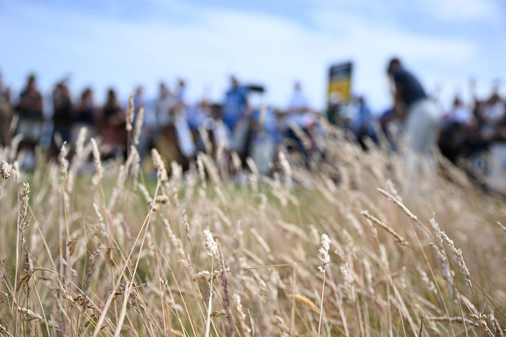 Long grass at The Open